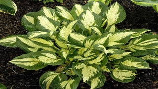 Hosta 'Revolution' (Plantain Lily)