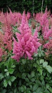 Astilbe Japonica 'Rheinland' (False Spirea)