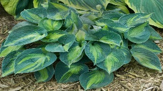 Hosta 'Rhino Hide' (Plantain Lily)