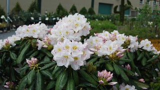 Rhododendron Catawbiense 'Album'