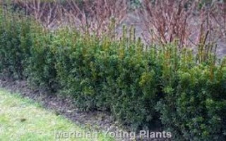 Taxus x media Rising Star 'Oene' (Rising Star Yew)