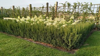 Taxus x Media 'Rising Star' (Rising Star Yew)