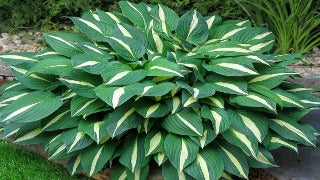 Hosta 'Risky Business' (Plantain Lily)