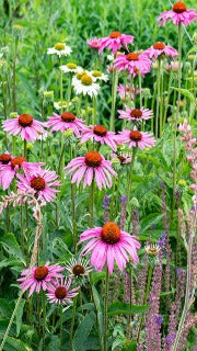 Echinacea Purpurea Ruby Star (Ruby Star Coneflower)