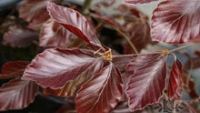 Load image into Gallery viewer, Fagus Sylvatica &#39;Riversii&#39; (River&#39;s Beech)

