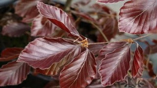 Fagus Sylvatica 'Riversii' (River's Beech)