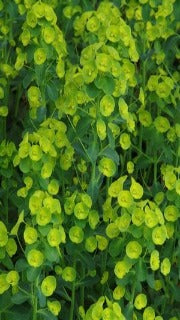 Euphorbia Amygdaloides Var. Robbiae (Leather Leaf Spurge)