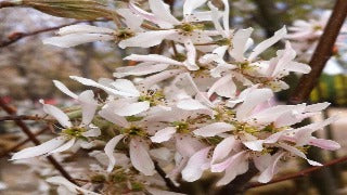 Amelanchier x Grandiflora 'Robin Hill' (Robin Hill Serviceberry)