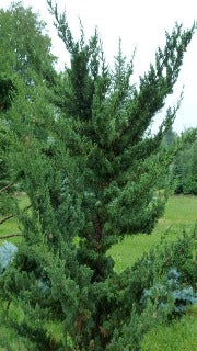 Juniperus Virginiana 'Robusta Green' (Robusta Green Juniper)
