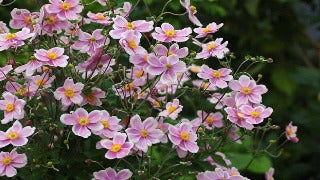 Anemone Japonica 'Robustissima'