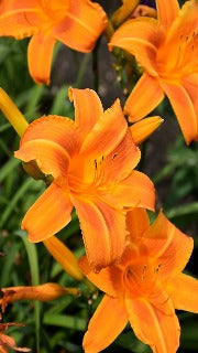 Hemerocallis 'Rocket City'