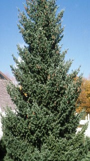 Pseudotsuga Menziesii Var. Glauca (Rocky Mountain Douglas Fir)