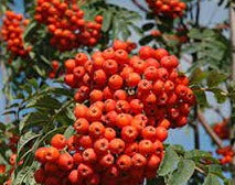 Sorbus Aucuparia 'Rossica' (Russian Mountainash)