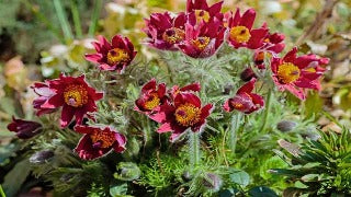 Anemone Pulsatilla Vulgaris 'Rote Glocke' (Pasque Flower)