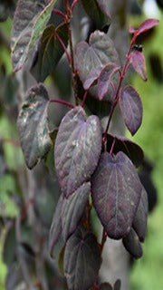 Cercidiphyllum Japonicum Red Fox ('Rotfuchs') (Red Fox Katsura)