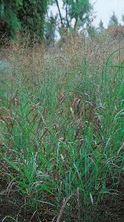 Panicum Virgatum 'Rotstrahlbusch' (Red Ray Switch Grass)