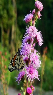 Liatris Aspera (Rough Blazing Star)