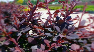 Berberis Thunbergii 'Royal Cloak' (Royal Cloak Barberry)