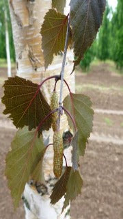 Betula x Grandiflora Royal Frost (Royal Frost Birch)