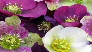 Helleborus x 'Royal Heritage' (Lenten Rose)