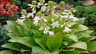 Hosta 'Royal Standard' (Plantain Lily)