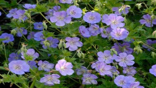 Geranium x Rozanne (Rozanne Cranesbill)