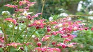 Epimedium Rubrum (Red Barrenwort)