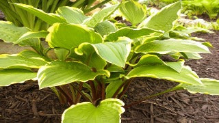 Hosta 'Rubies and Ruffles' (Plantain Lily)