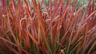 Imperata Cylindrica 'Rubra' (Japanese Blood Grass)
