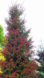 Picea Abies 'Rubra Spicata' (Red-tipped Norway Spruce)