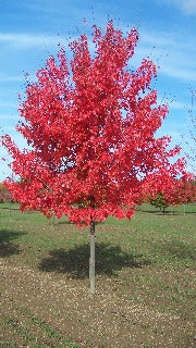 Acer Rubrum (Red Maple)