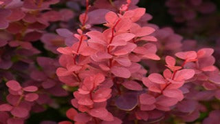 Berberis Thunbergii Ruby Carousel 'Bailone' (Ruby Carousel Barberry)
