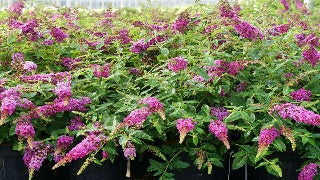 Buddleia (Lo & Behold Ruby Chip Butterfly Bush)