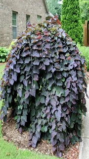 Cercis Canadensis 'Ruby Falls' (Ruby Falls Redbud)