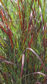 Panicum Virgatum Ruby Ribbons (Ruby Ribbons Switch Grass)