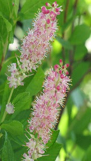 Clethra Alnifolia 'Ruby Spice' (Summersweet)