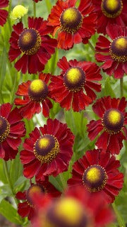 Helenium x 'Ruby Tuesday' (Sneezeweed)