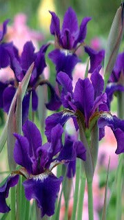 Iris Sibirica 'Ruffled Velvet' (Siberian Iris)