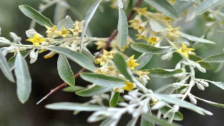 Elaeagnus Angustifolia (Russian Olive)