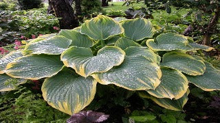 Hosta 'Sagae' (Plantain Lily)