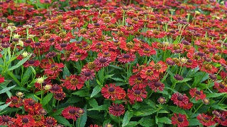 Helenium Autumnale Mariachi Salsa (Salsa Sneezeweed)