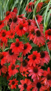 Echinacea x Sombrero Salsa Red (Salsa Red Coneflower)