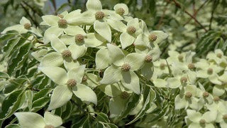 Cornus Kousa Samaritan ('Samzam') (Samaritan Flowering Dogwood)