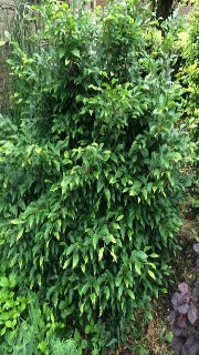 Fagus Sylvatica 'Sandrode' (Sandrode Beech)