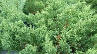 Juniperus Chinensis 'San Jose' (San Jose Juniper)
