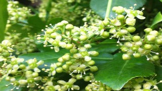 Euonymus Fortunei 'Sarcoxie' (Sarcoxie Euonymus)