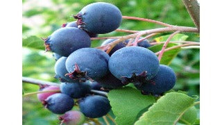 Amelanchier Alnifolia (Saskatoon Berry)