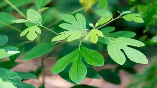 Sassafras Albidum (Sassafras)