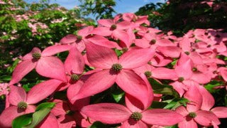 Cornus Kousa Scarlet Fire ('Rutpink') (Scarlet Fire Dogwood)