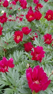 Paeonia Itoh 'Scarlet Heaven' (Intersectional Peony)